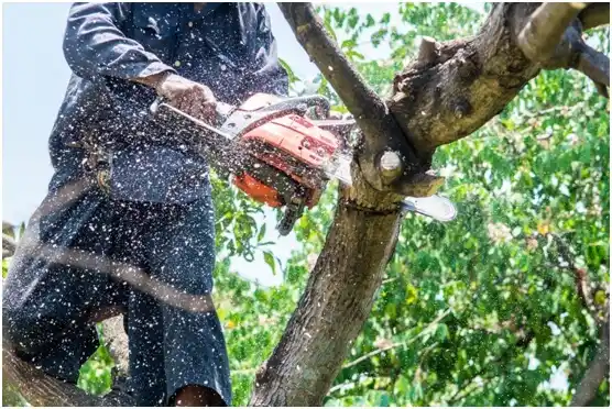 tree services Sandia